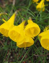 Narcissus obesus
