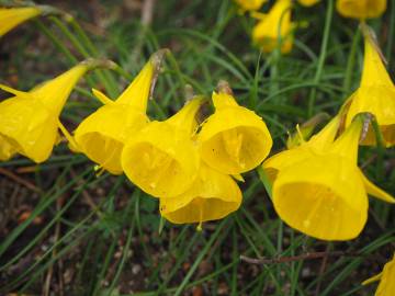 Fotografia da espécie Narcissus obesus