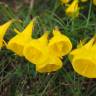 Fotografia 1 da espécie Narcissus obesus do Jardim Botânico UTAD