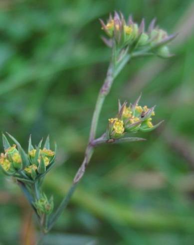 Fotografia de capa Bupleurum tenuissimum - do Jardim Botânico