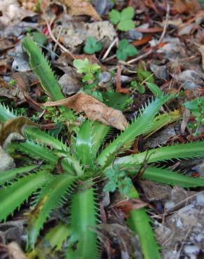 Fotografia 1 da espécie Eryngium pandanifolium no Jardim Botânico UTAD