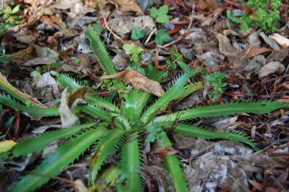 Fotografia da espécie Eryngium pandanifolium