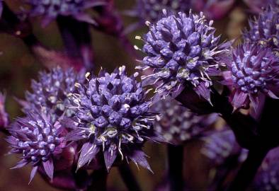 Fotografia da espécie Eryngium pandanifolium