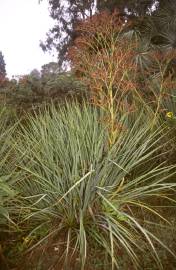 Fotografia da espécie Eryngium pandanifolium