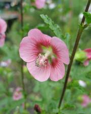 Fotografia da espécie Anisodontea capensis