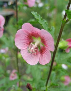 Fotografia 1 da espécie Anisodontea capensis no Jardim Botânico UTAD