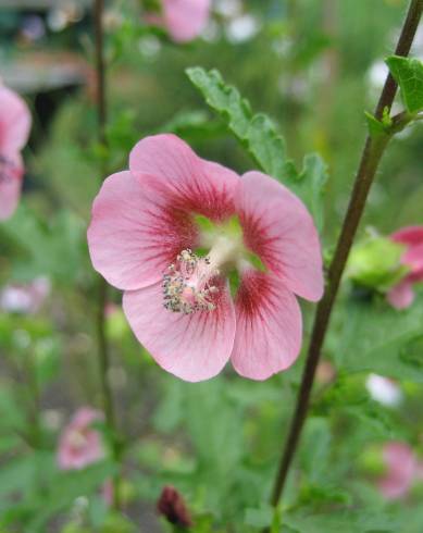 Fotografia de capa Anisodontea capensis - do Jardim Botânico