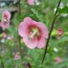 Fotografia 1 da espécie Anisodontea capensis do Jardim Botânico UTAD