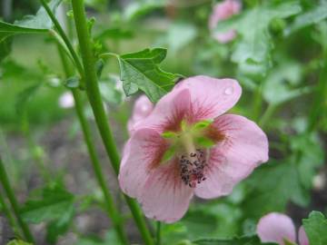 Fotografia da espécie Anisodontea capensis