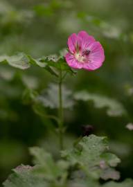 Fotografia da espécie Anisodontea capensis