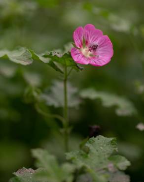 Fotografia 5 da espécie Anisodontea capensis no Jardim Botânico UTAD