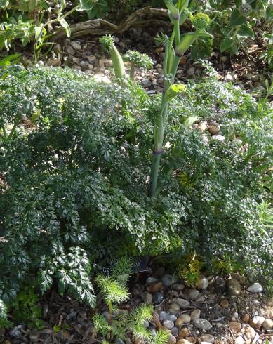 Fotografia de capa Ferula tingitana - do Jardim Botânico