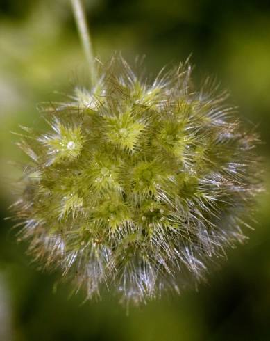 Fotografia de capa Lagoecia cuminoides - do Jardim Botânico