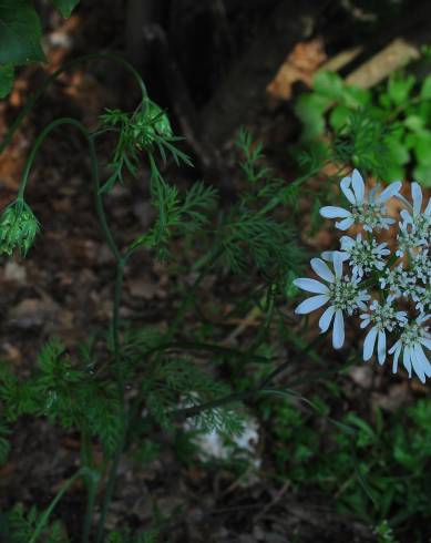 Fotografia de capa Orlaya grandiflora - do Jardim Botânico