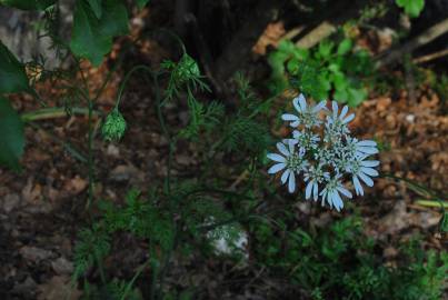 Fotografia da espécie Orlaya grandiflora