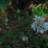 Fotografia 1 da espécie Orlaya grandiflora do Jardim Botânico UTAD