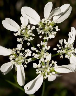 Fotografia 3 da espécie Orlaya grandiflora no Jardim Botânico UTAD