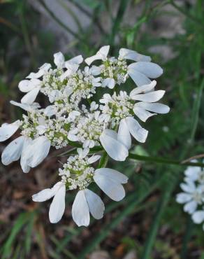 Fotografia 4 da espécie Orlaya grandiflora no Jardim Botânico UTAD