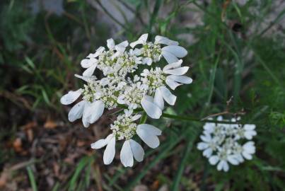 Fotografia da espécie Orlaya grandiflora