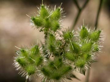 Fotografia da espécie Orlaya grandiflora