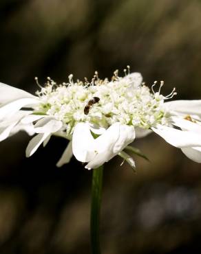 Fotografia 7 da espécie Orlaya grandiflora no Jardim Botânico UTAD