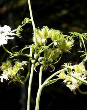 Fotografia 8 da espécie Orlaya grandiflora no Jardim Botânico UTAD