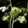 Fotografia 8 da espécie Orlaya grandiflora do Jardim Botânico UTAD