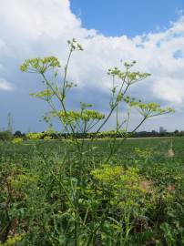 Fotografia da espécie Pastinaca sativa