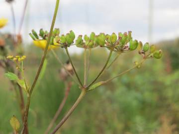 Fotografia da espécie Pastinaca sativa