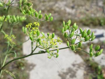 Fotografia da espécie Pastinaca sativa