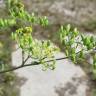 Fotografia 6 da espécie Pastinaca sativa do Jardim Botânico UTAD