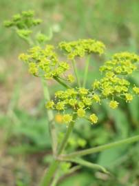 Fotografia da espécie Pastinaca sativa