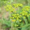 Fotografia 7 da espécie Pastinaca sativa do Jardim Botânico UTAD