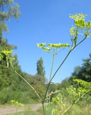 Fotografia 9 da espécie Pastinaca sativa no Jardim Botânico UTAD
