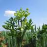 Fotografia 10 da espécie Pastinaca sativa do Jardim Botânico UTAD