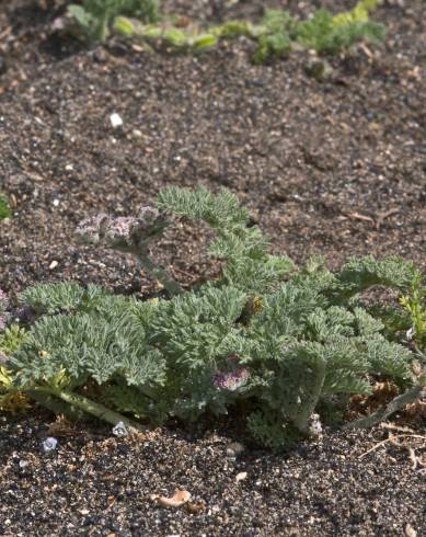 Fotografia de capa Pseudorlaya pumila - do Jardim Botânico