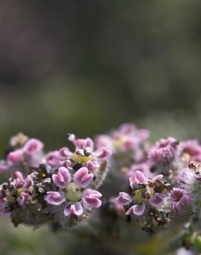 Fotografia 3 da espécie Pseudorlaya pumila no Jardim Botânico UTAD