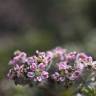 Fotografia 3 da espécie Pseudorlaya pumila do Jardim Botânico UTAD