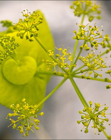 Fotografia de capa Smyrnium perfoliatum - do Jardim Botânico