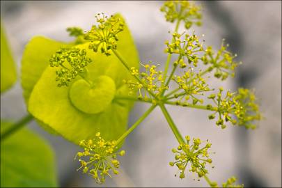 Fotografia da espécie Smyrnium perfoliatum