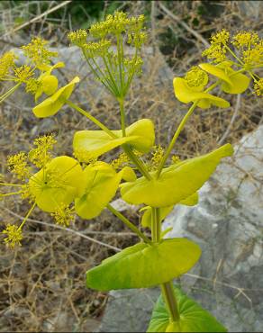 Fotografia 3 da espécie Smyrnium perfoliatum no Jardim Botânico UTAD