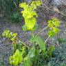 Fotografia 6 da espécie Smyrnium perfoliatum do Jardim Botânico UTAD