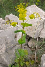 Fotografia da espécie Smyrnium perfoliatum