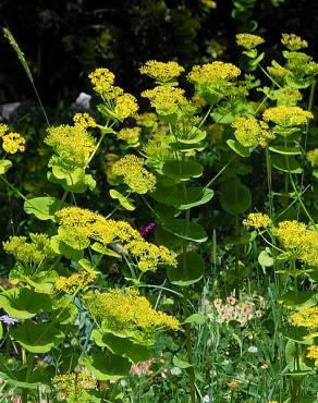 Fotografia 9 da espécie Smyrnium perfoliatum no Jardim Botânico UTAD