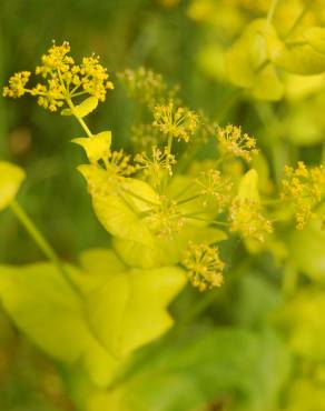 Fotografia 10 da espécie Smyrnium perfoliatum no Jardim Botânico UTAD