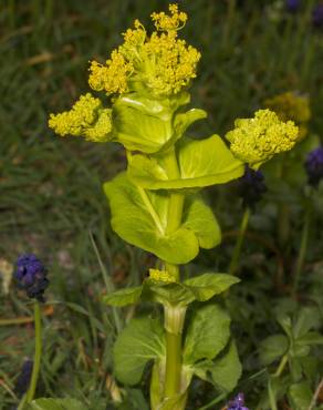 Fotografia 11 da espécie Smyrnium perfoliatum no Jardim Botânico UTAD