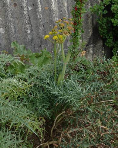 Fotografia de capa Thapsia garganica - do Jardim Botânico