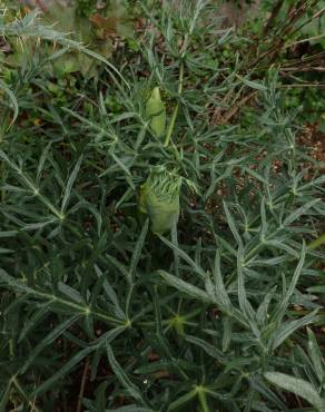 Fotografia 5 da espécie Thapsia garganica no Jardim Botânico UTAD