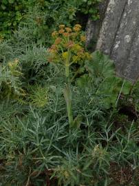 Fotografia da espécie Thapsia garganica