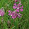 Fotografia 12 da espécie Silene colorata do Jardim Botânico UTAD